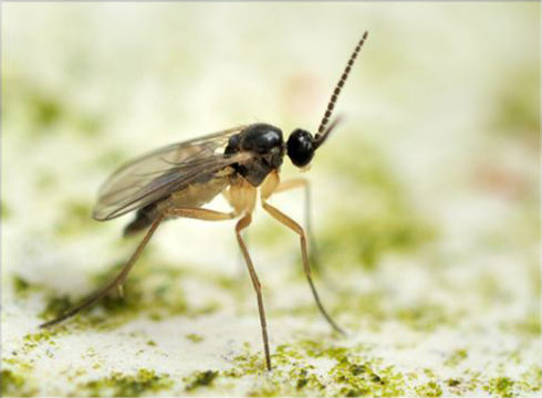 Fungus Gnat