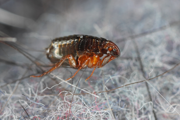 jp-ants-damaged-wood.jpg