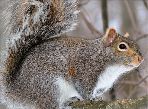 Eastern Gray Squirrel