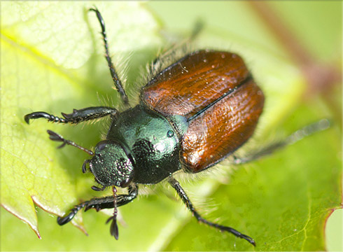 Japanese Beetle