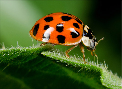 Multicolored Asian Lady Beetle