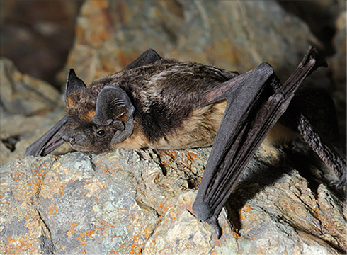 Little Brown Bat