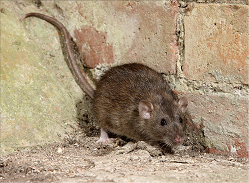 Norway Rat