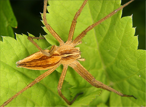 Nursery Web Spider