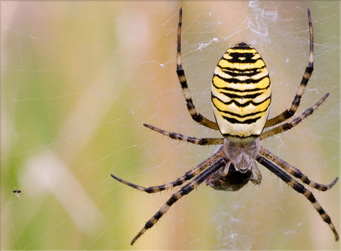 Orb Weaver Spider