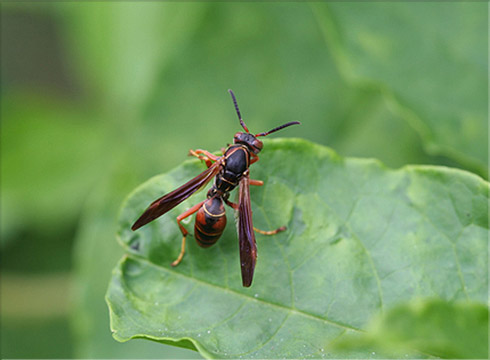 Paper Wasp