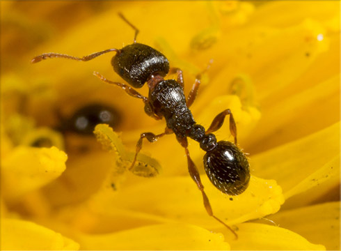 Pavement Ant