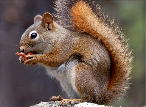 Red Squirrel