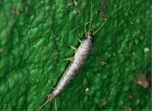 Silverfish