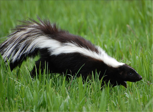 Skunk