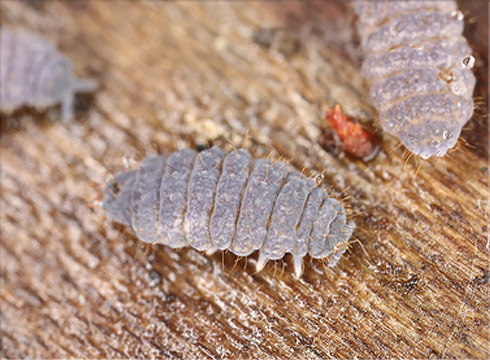 Springtail