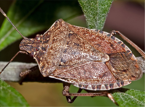 Brown Marmorated Stink Bug