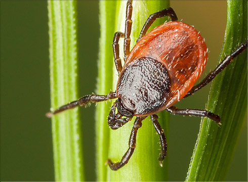 Blacklegged Tick (Deer Tick)