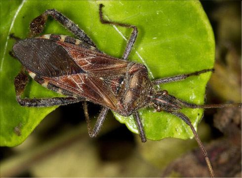 Western Conifer Seed Bug