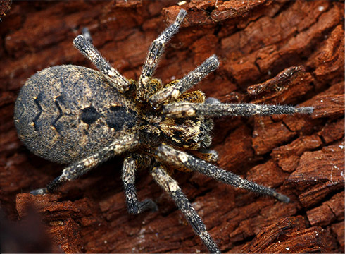 Wolf Spider