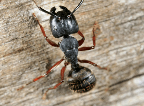 Carpenter Ant