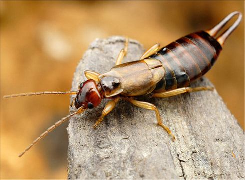 Earwigs