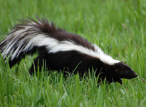 Skunks