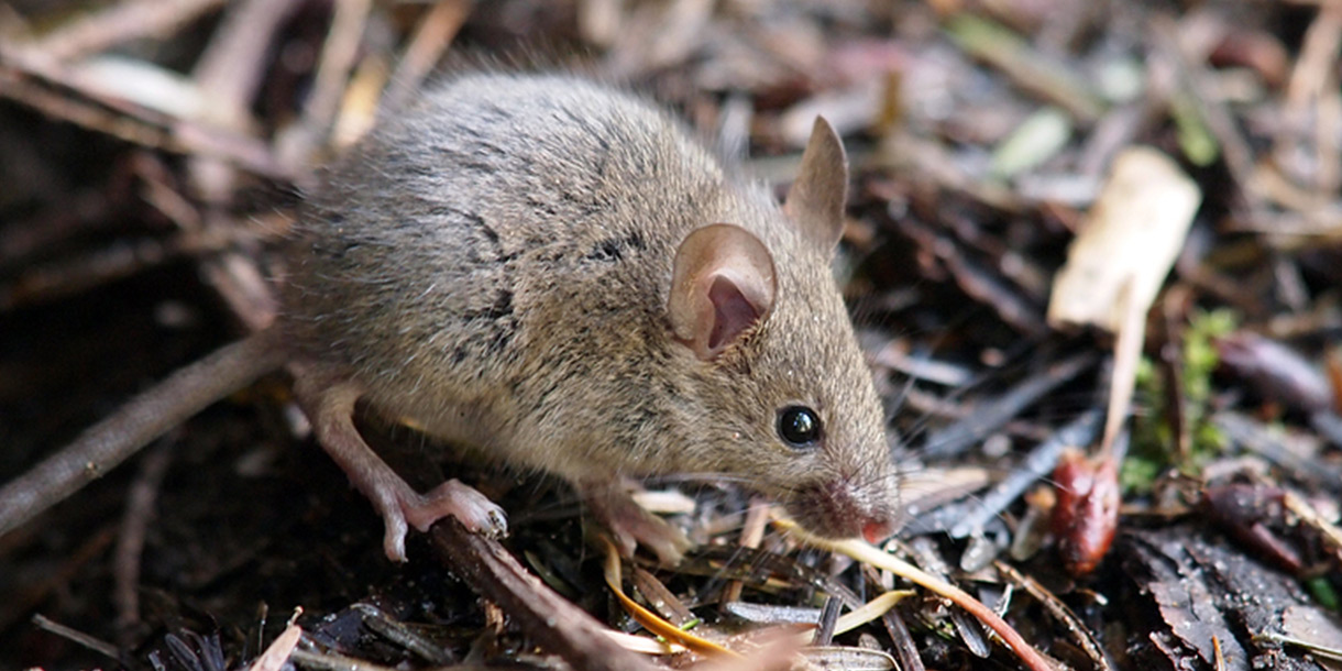 Common House Mouse