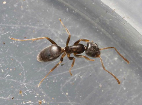 Odorous House Ant