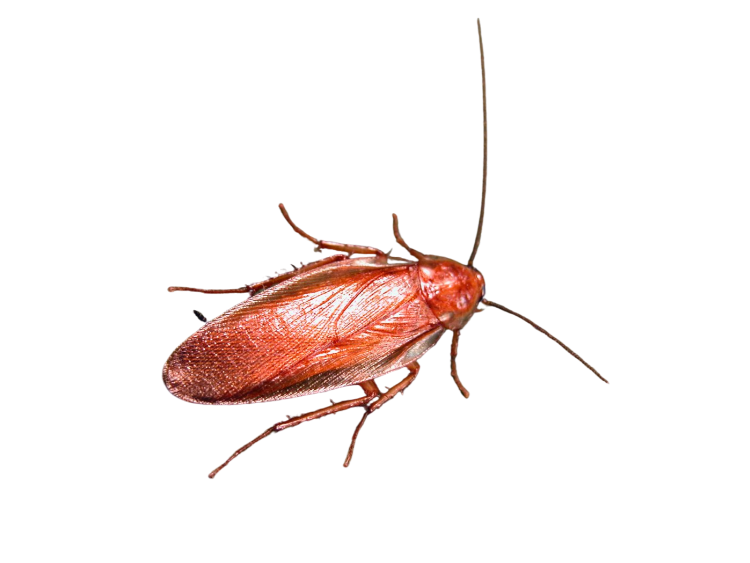 cockroach