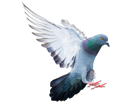 Other Wildlife