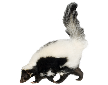 Skunks