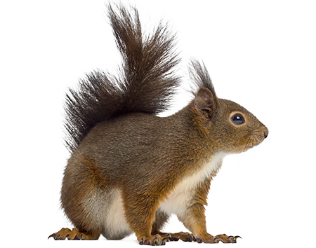 Squirrel Removal Montgomery County - PA Squirrel Control - Patriot Pest  Solutions