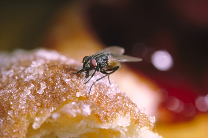 fly
