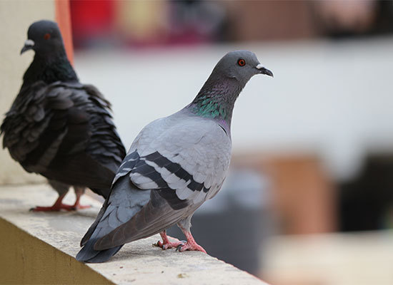 Other Wildlife