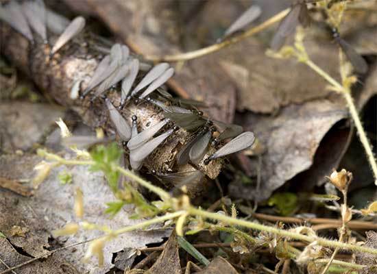 Termites