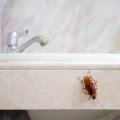 5 Places Cockroaches May Be Hiding In Your Hotel