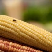 Keeping Flies Out Of Your Grocery Store