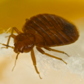5 Effective Methods For Bed Bug Control in Multifamily Housing
