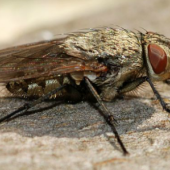 Everything You Need To Know About Cluster Flies