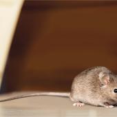 Mice In Your Office? Here's What To Do