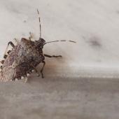 Stink Bug