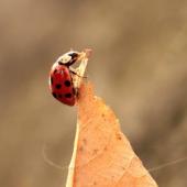 Lady Beetles