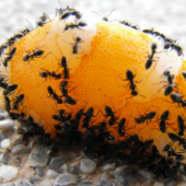 Prevent Pavement Ants With These Simple Tips