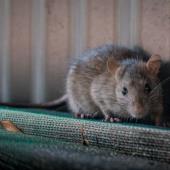 Mice Vs. Rats: How To Spot The Difference