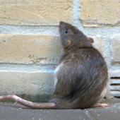 7 Strange Facts Homeowners Should Know About Rodents