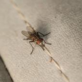 Flies Not Welcome: Tips For Fly Control In Hotels