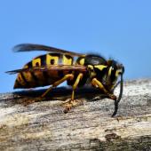 Spot The Stinger: How To Distinguish Wasps From Hornets