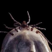 Tick Check: How To Keep Family & Pets Safe This Summer