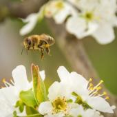 The Benefits Of Bees To Your Garden