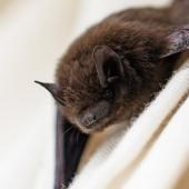 Bats Plus Bed Bugs Equals... Bat Bugs?