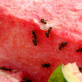 9 Tips for Keeping Ants Out Of Your Kitchen This Summer