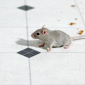 Spot Signs of Mice In Your Restaurant (Before Your Customers Do)