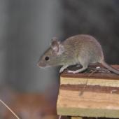Mice In The Attic? Here's What To Do