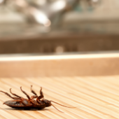 Roaches Don't Tip: How To Keep Roaches Out of Your Restaurant